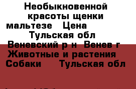 Необыкновенной красоты щенки мальтезе › Цена ­ 30 000 - Тульская обл., Веневский р-н, Венев г. Животные и растения » Собаки   . Тульская обл.